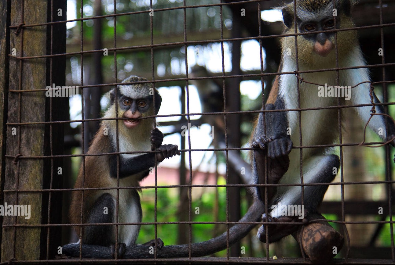 Mona monkeys in a wildlife reserve in calabar